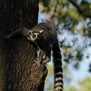 Ring-tailed lemur (Lemur catta)