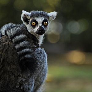 Ring-tailed lemur (Lemur catta)