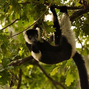 White-belted Black-and-white Ruffed (Varecia variegata subsincta)
