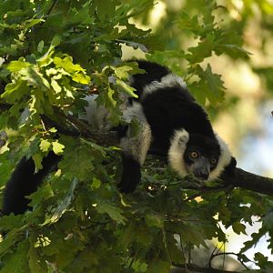 White-belted Black-and-white Ruffed (Varecia variegata subsincta)
