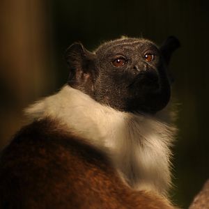 Pied tamarin (Saguinus bicolor)