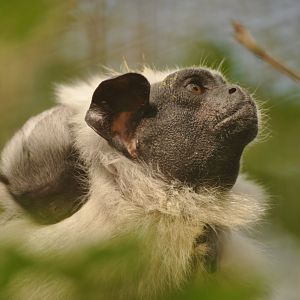 Pied tamarin (Saguinus bicolor)