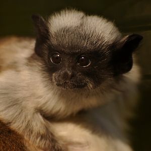 Pied tamarin (Saguinus bicolor)