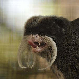 Emperor tamarin (Saguinus imperator)