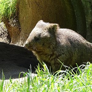 Tasmanian wombat (new 2020)