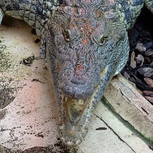 Nile Crocodile (Crocodylus niloticus)