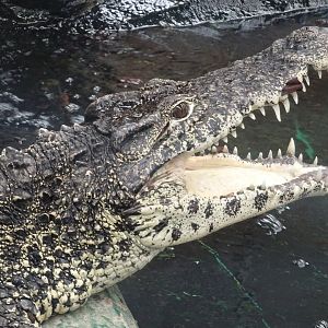 Cuban Crocodile (Crocodylus rhombifer)
