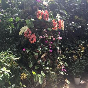 Orchids- Nagasaki Bio Park