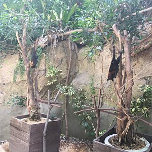 Bat on a stick-Nagasaki bio park