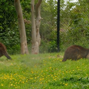 Swamp wallabies, May 2021