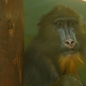 Female Mandrill, May 2021