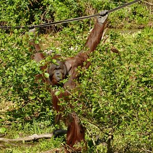 Male Bornean orangutan, May 2021