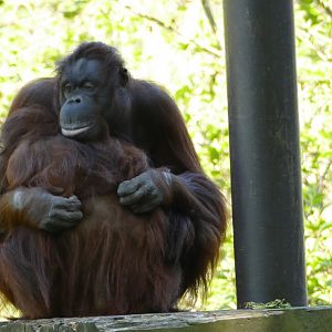 Female Bornean orangutans, May 2021