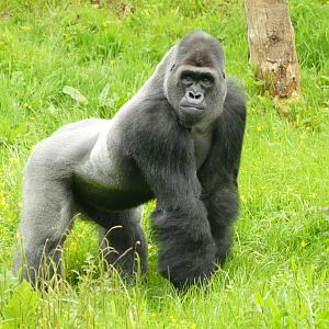 Male Western lowland gorilla, May 2021