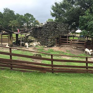 Goats- Nagasaki Bio Park