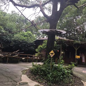 Coatimundi Tree and Malysia friendship building.