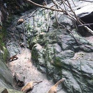 Coatis-Nagasaki Bio Park