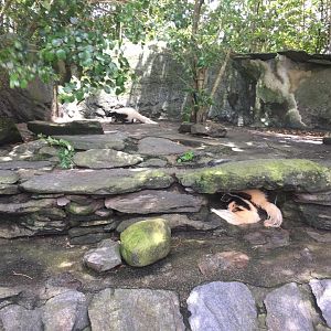 Skunks- Nagasaki Bio Park