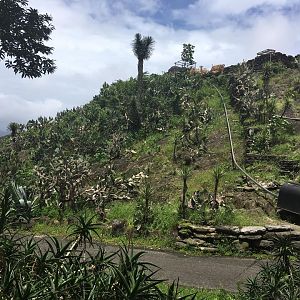 Llamas on a mountain-Nagasaki Bio Park