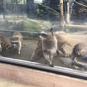 Raccoons-Nagasaki Bio Park