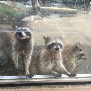 Raccoons-Nagasaki Bio Park
