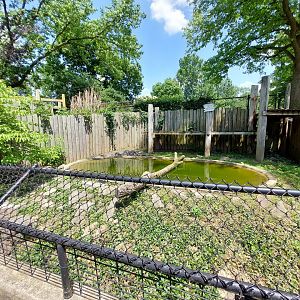American Alligator Habitat