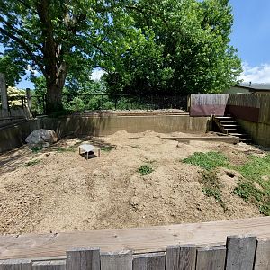 Black Tailed Prarie Dog overview