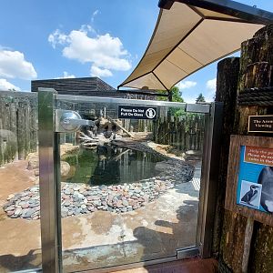 Humboldt Penguin Enclosure