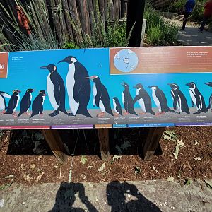 Penguin Species Signage