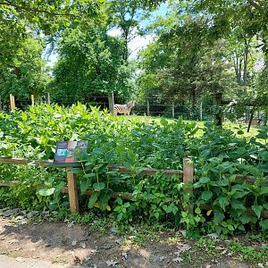 Zebra Behind Butterfly Garden