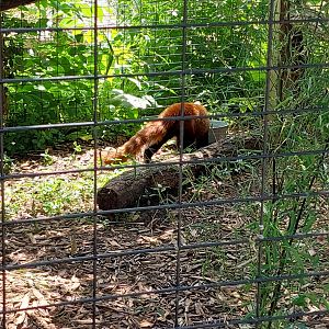 Red Panda