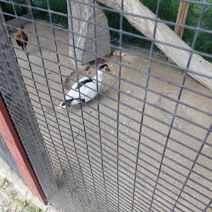 Domestic Muscovy Duck