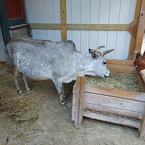 Zebu