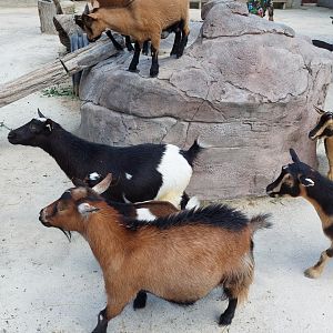 Domestic Goats