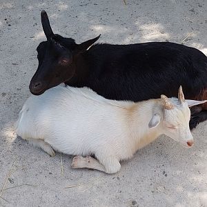 Domestic Goats