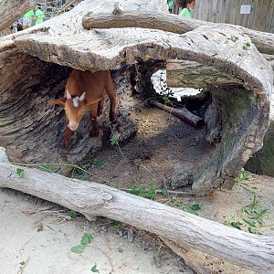 Domestic Goat in a log