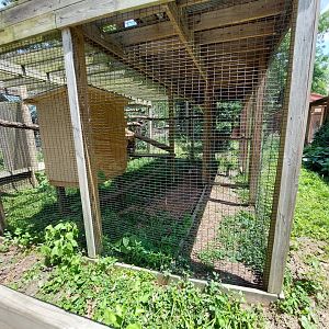 Lady Ross's Turaco enclosure