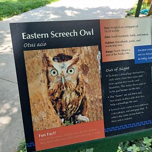 Eastern Screech Owl Signage