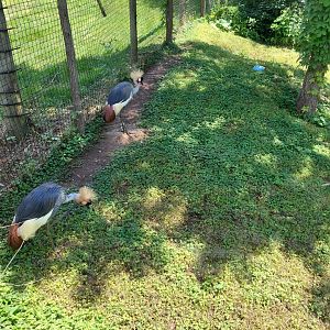 East African Crowned Cranes