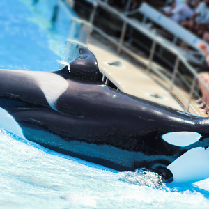 May. 2021 - Orca Encounter - Katina