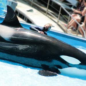 May. 2021 - Orca Encounter - Malia