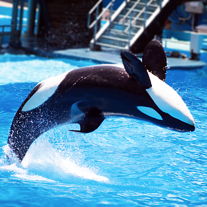 May. 2021 - Orca Encounter - Makaio