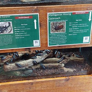 Invertebrate exhibits