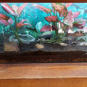 Solomon Island Leaf Frog