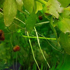 Snails in the Amphiuma tank