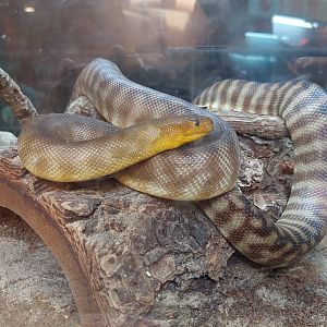 Woma Python