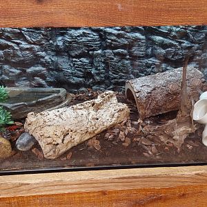 Reptile exhibit example