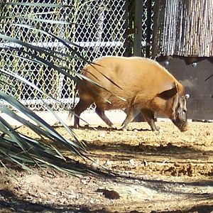 Red River Hog