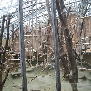 Cologne Zoo - Monkey house