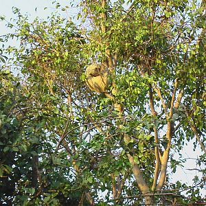 San Diego Zoo - Sloth